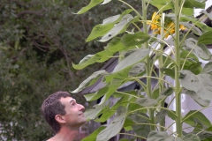 Cory's Sunflowers