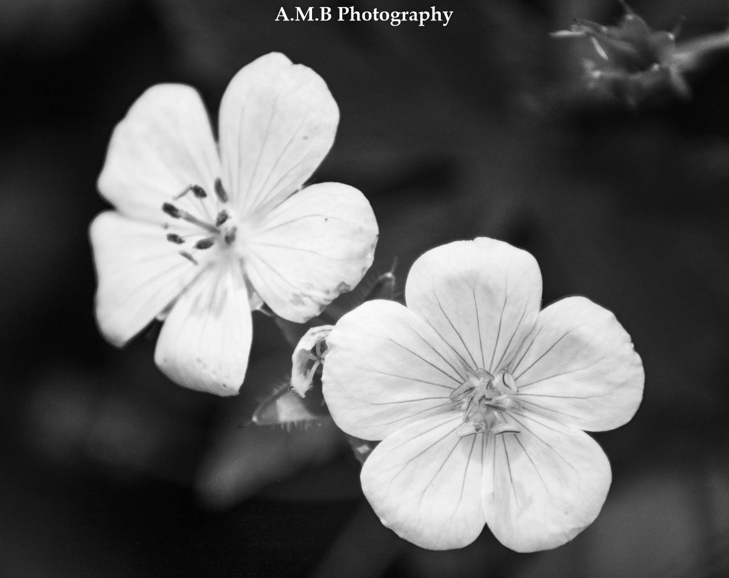 2 White Wildflowers II