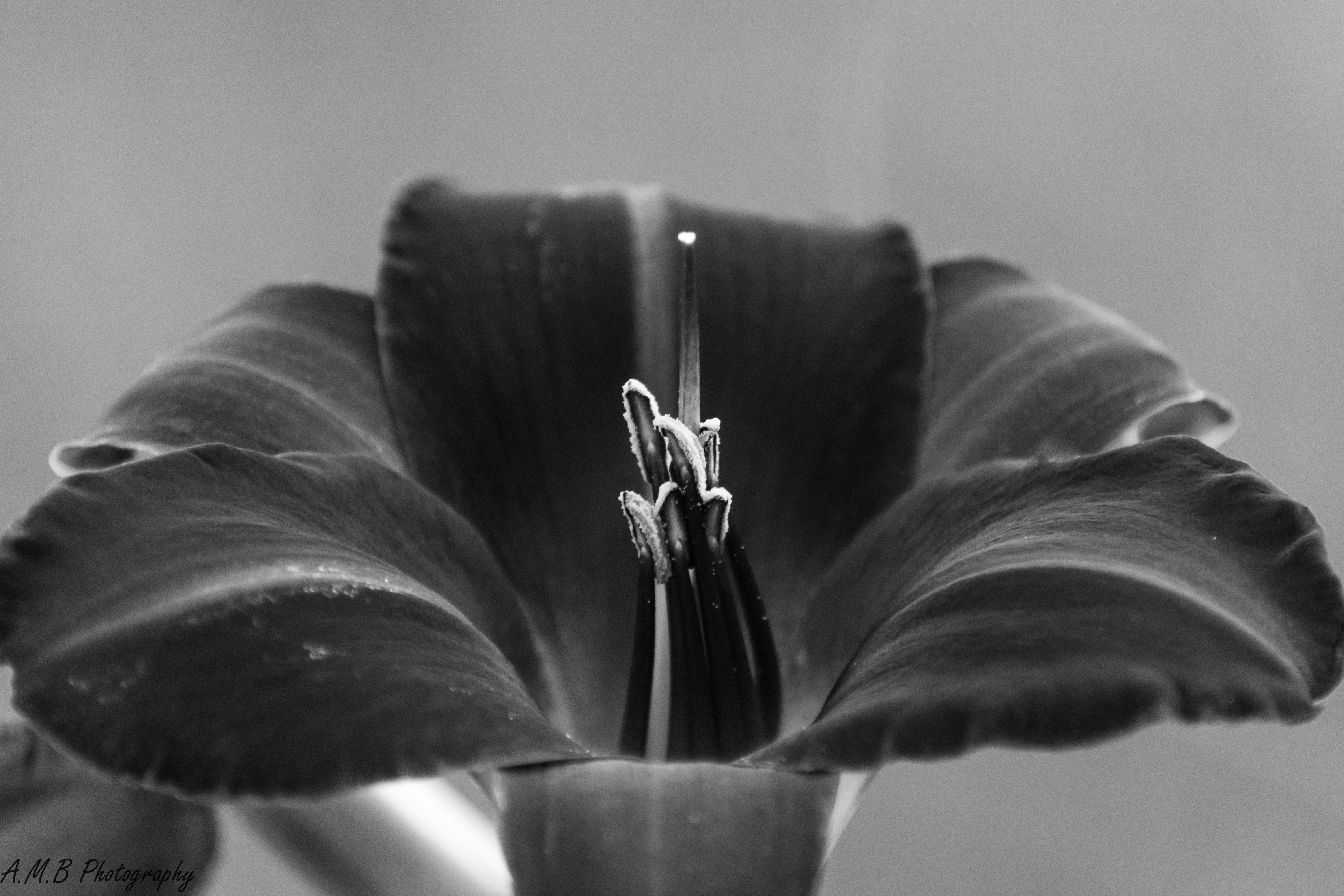 Black and White Daylily