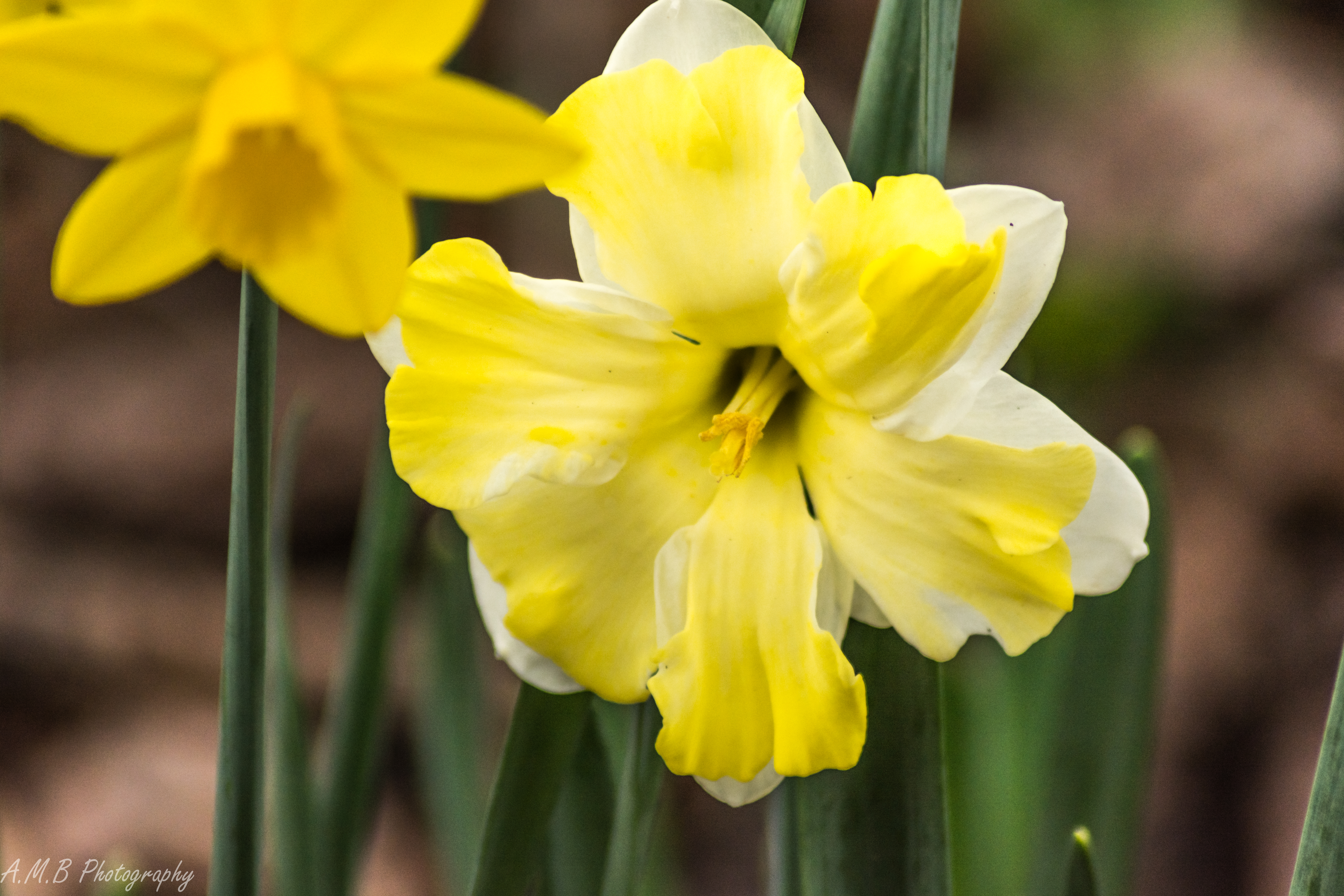 Double Blooming Daffodil