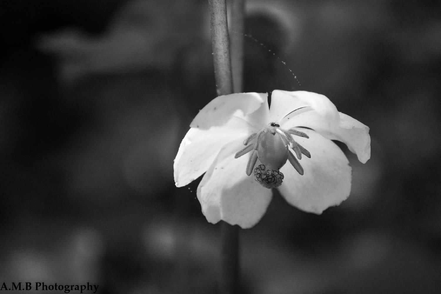 Mayapple Bloom