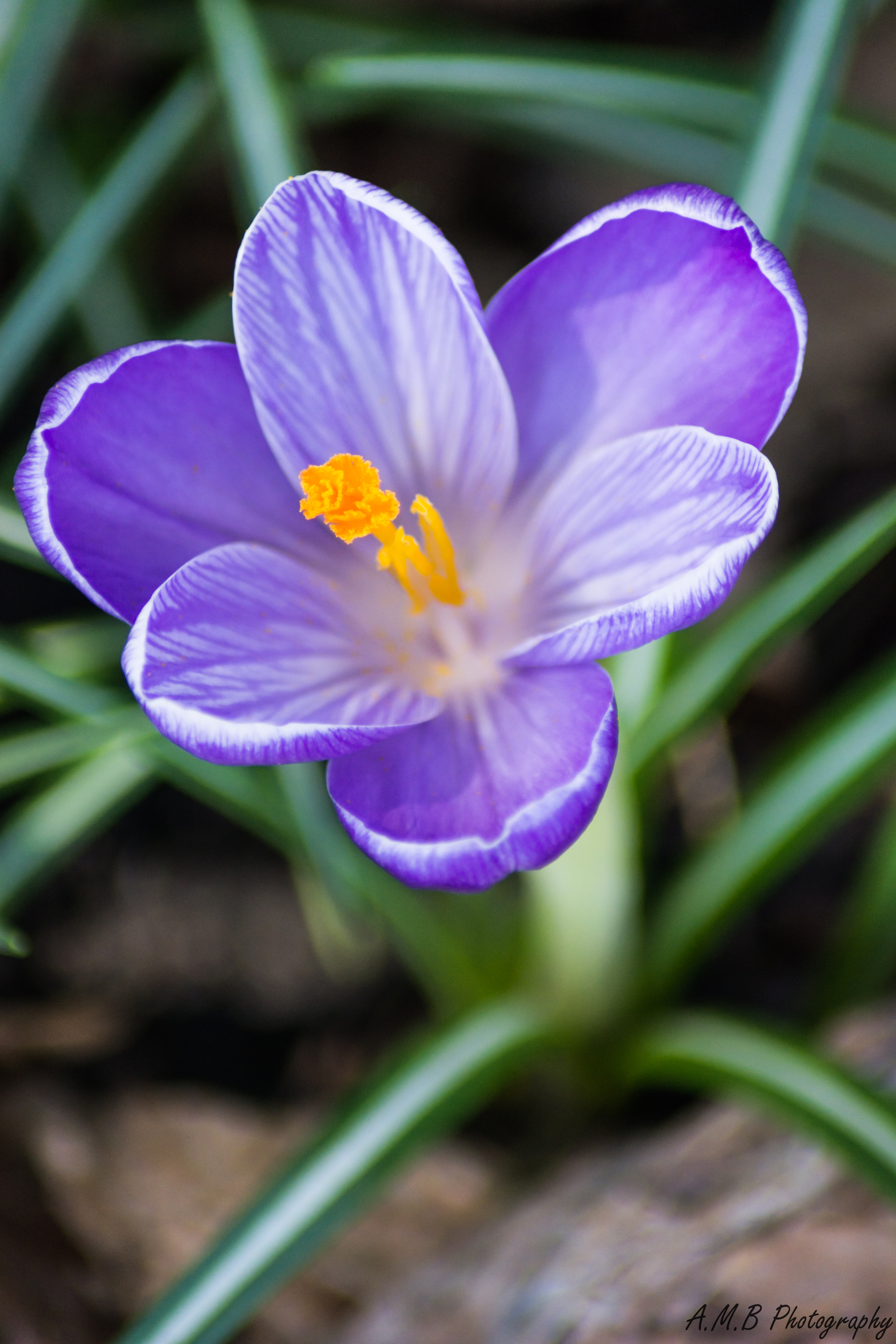 Purple and White Crocus Bloom