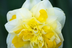 Daffodil Burst