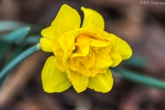 Double Blooming Daffodil III