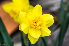 Double Blooming Daffodil IV