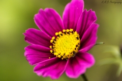 Fall Cosmos Blooms