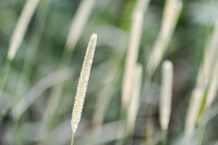 Grass Seeds II
