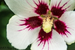 Hibiscus Bloom II