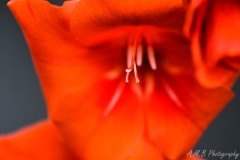 Orange Gladiolus