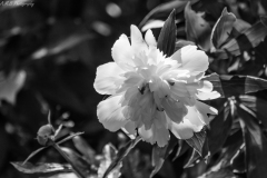 Peony Flower in Black and White