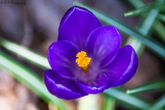 Purple Crocus Bloom
