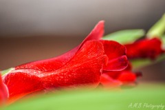 Red Gladiolus II