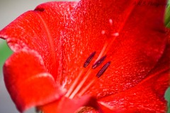 Red Gladiolus