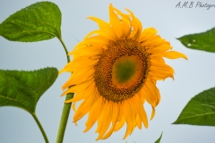 Sunflowers III