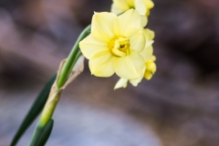Tiny Pale Yellow Daffodils