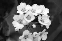 Tiny White Flowers III