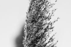Winter Wild Reed in Black and White