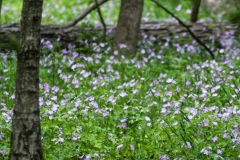 Woodland Wildflowers