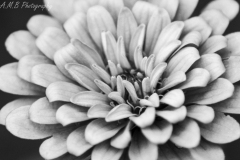 Zinnia in Black and White