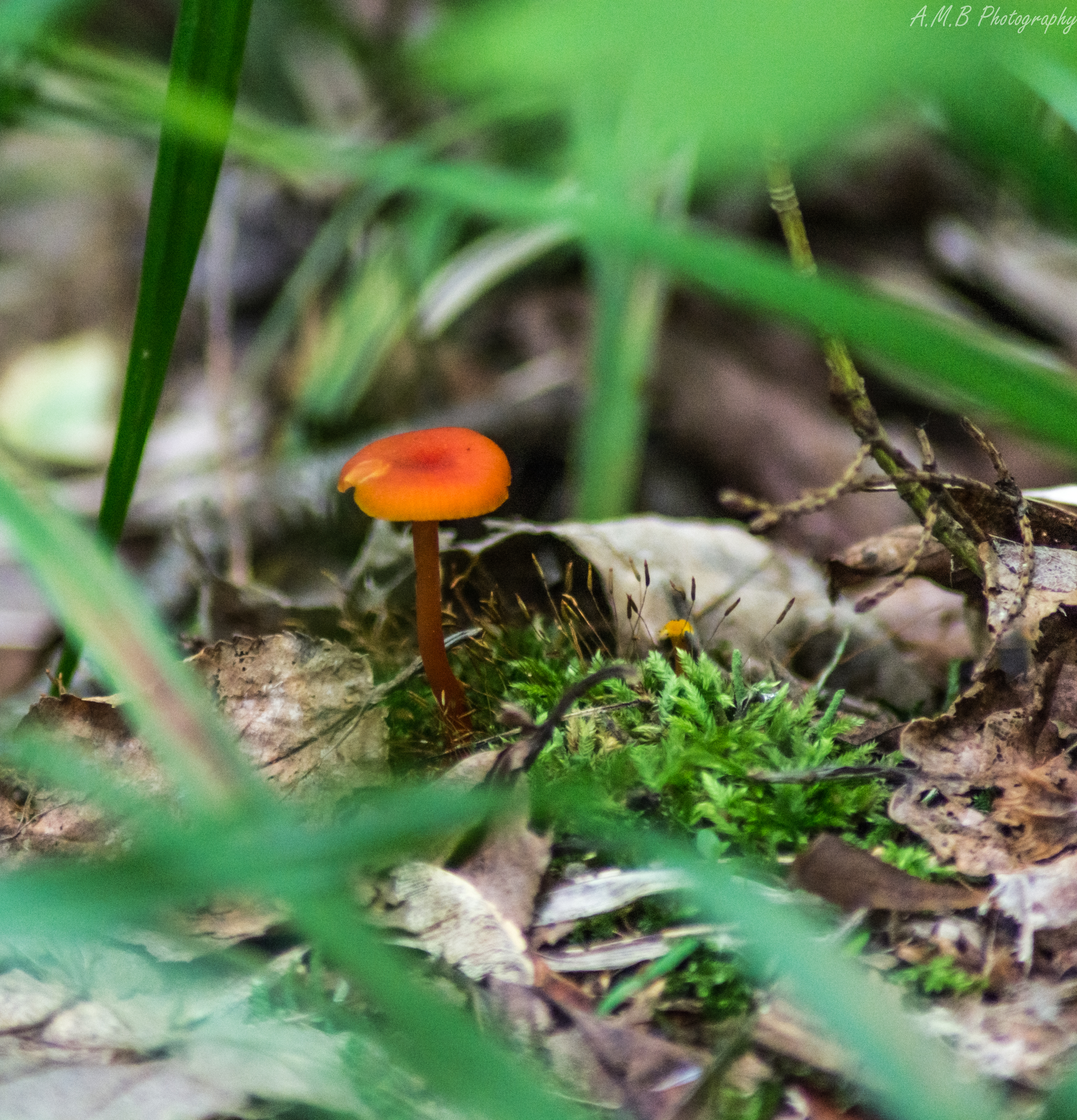 Tiny Orange Mushroom