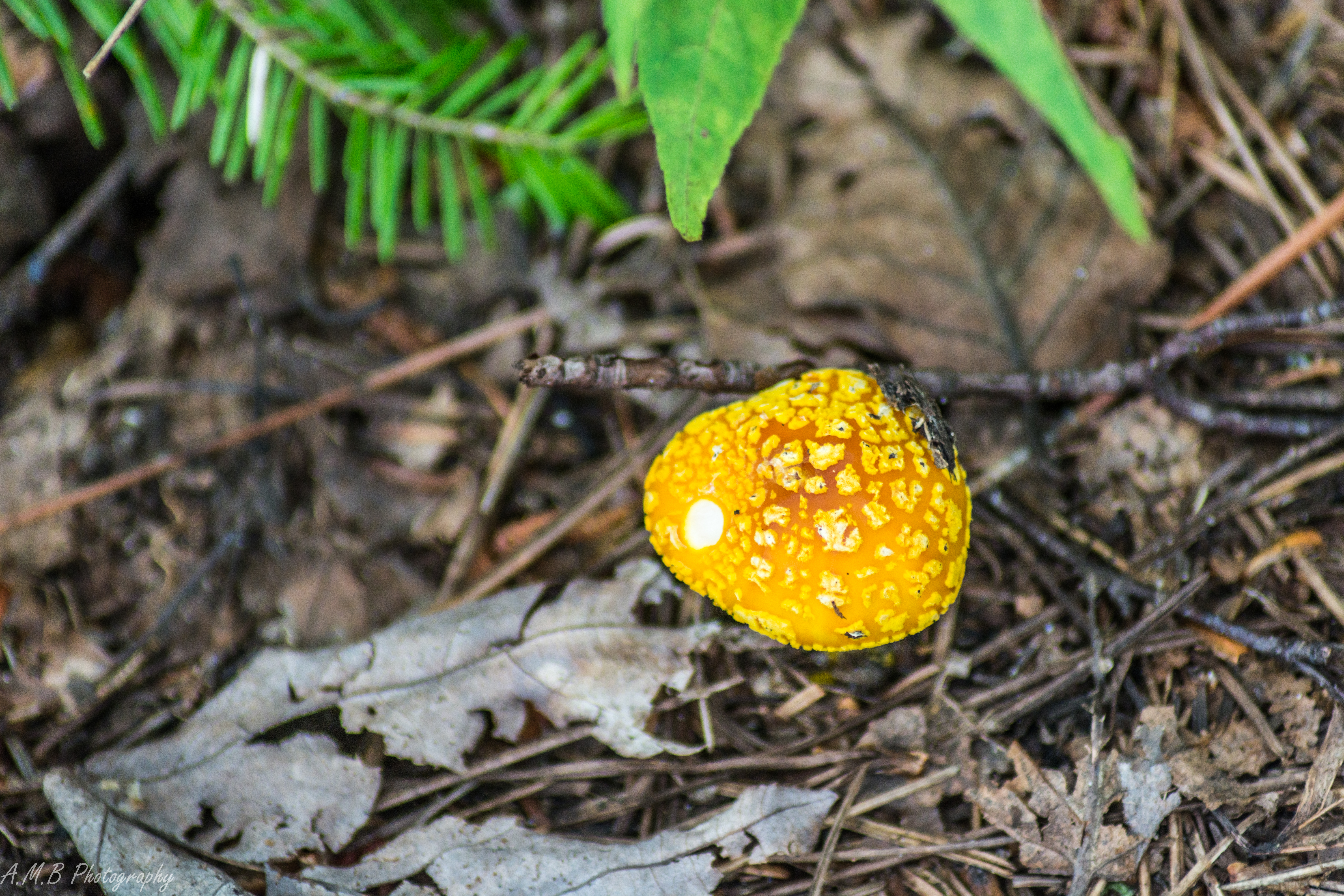Yellow-Orange Mushroom