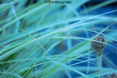 A macro shot of ornamental blades of grass and the remains of a Queen Anne's Lace flower growing at our house in Peoria. Captured in September, 2017.