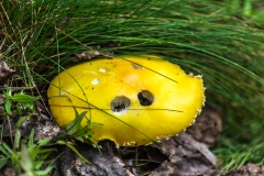 Bright Yellow Mushroom