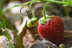 Fresh Strawberry II