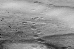 Icy Footprints
