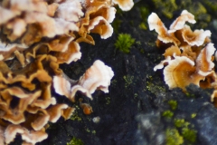 Macro Fungi & Moss Mix