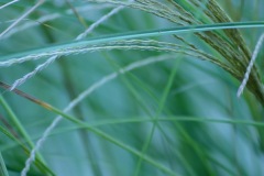 A macro shot of lush green ornamental grass growing at our house in Peoria. Captured in September, 2017.