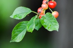 Sour Cherries II