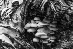 Stump Mushrooms