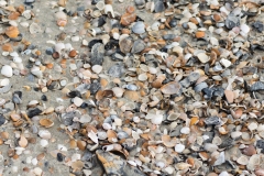 Tybee Island Sea Shells