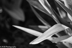 Daylily Leaves