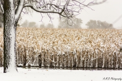 Snow Covered Corn
