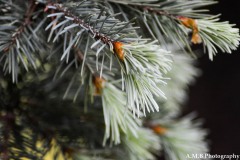 Spring Spruce