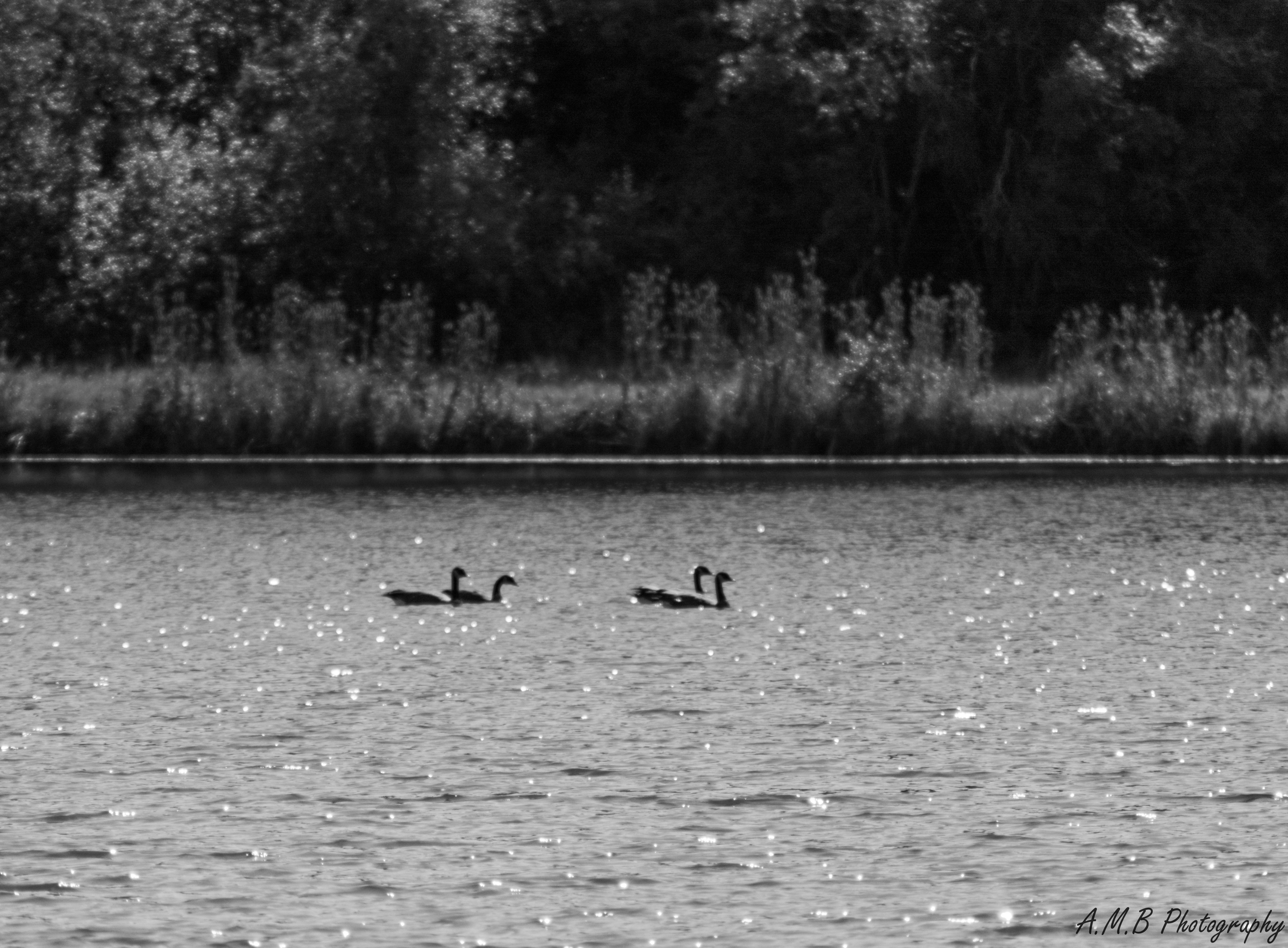 Canadian Geese in Busse Woods VI