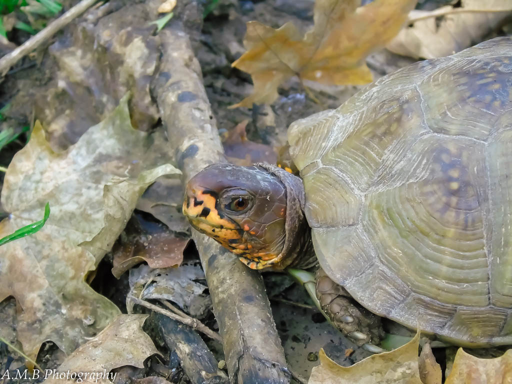 Friend - A close-up of a three-toed box turtle found on a hike in Missouri.