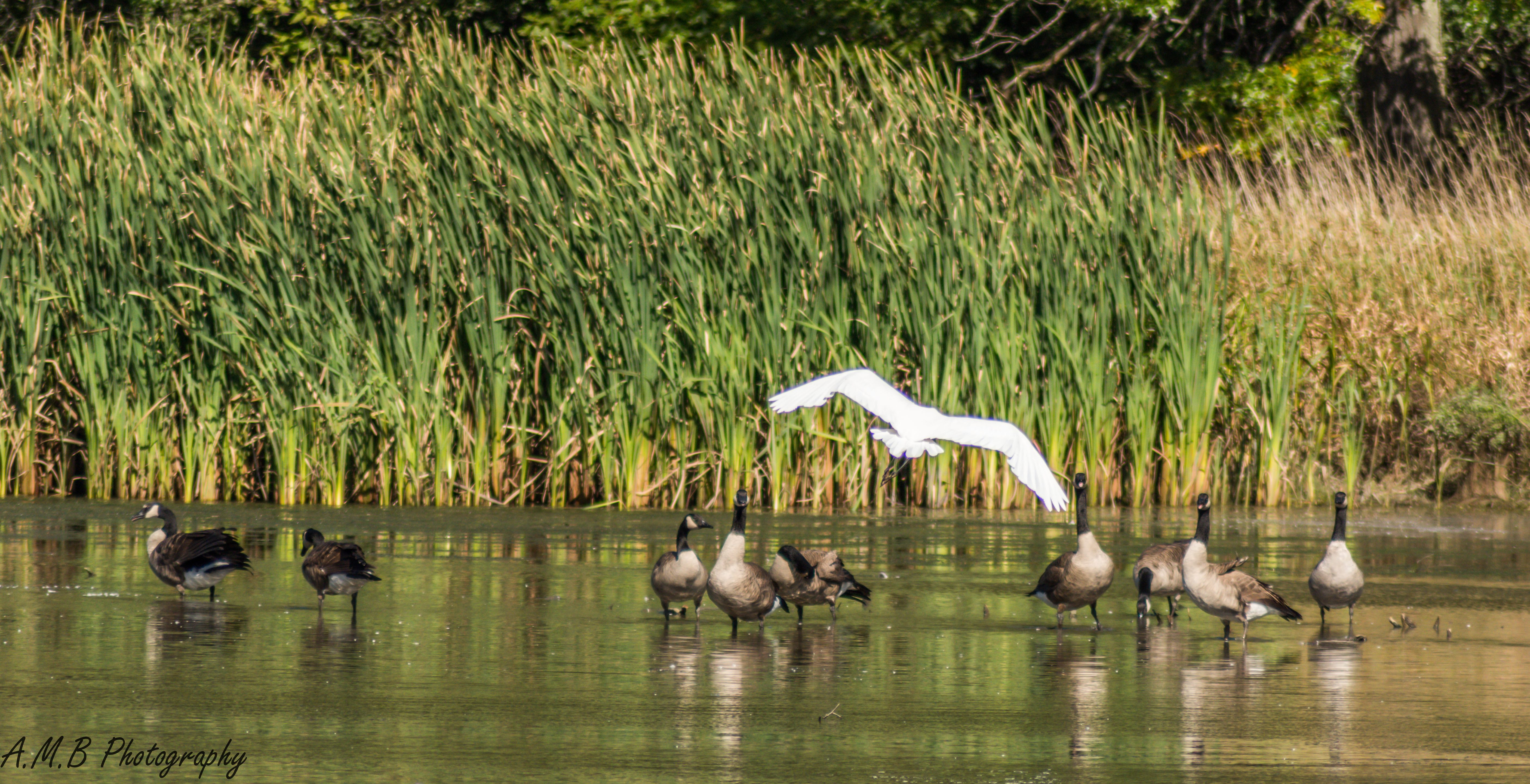 Great White Heron and Canadian Geese in Busse Woods