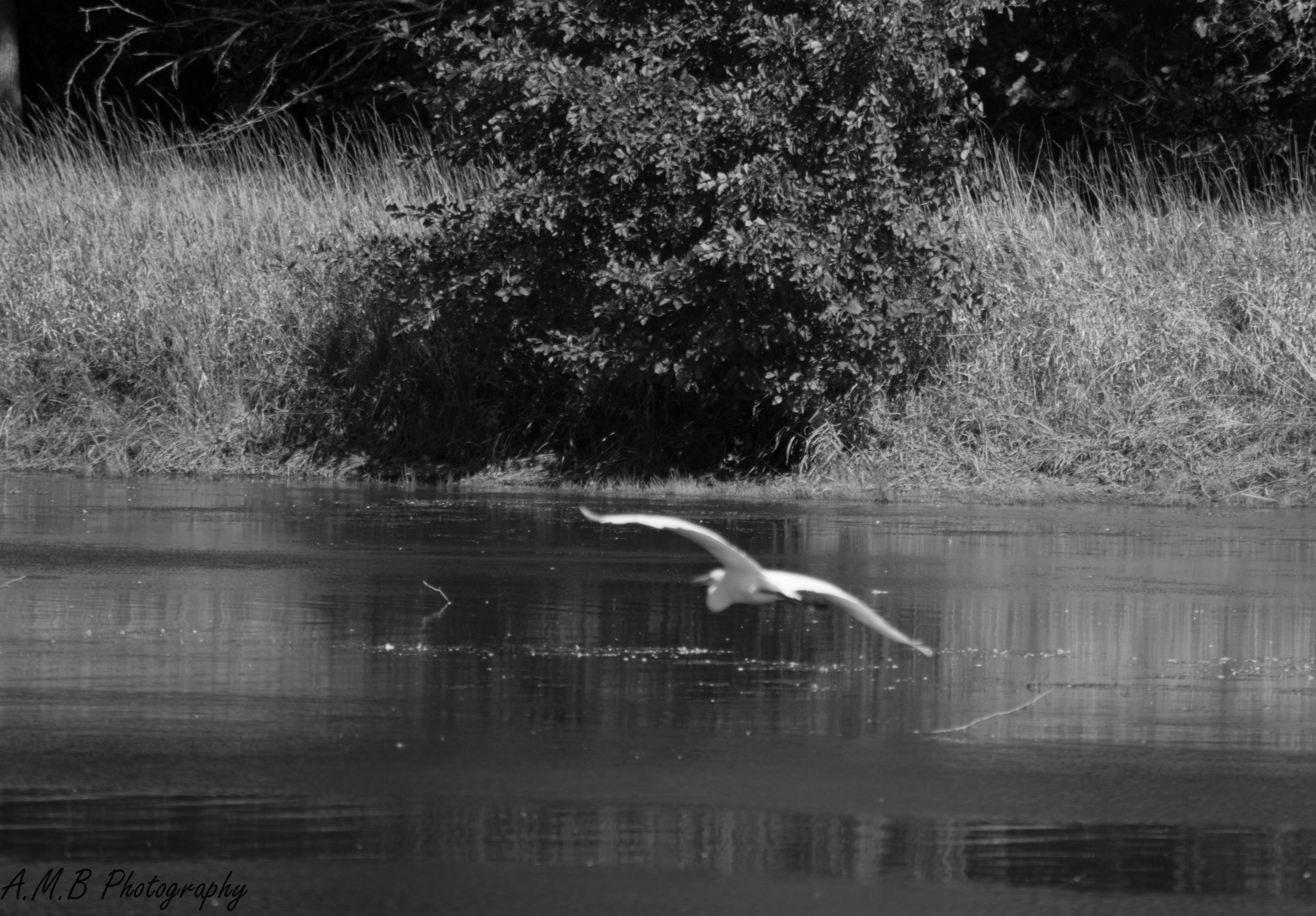 Great White Heron in Busse Woods II