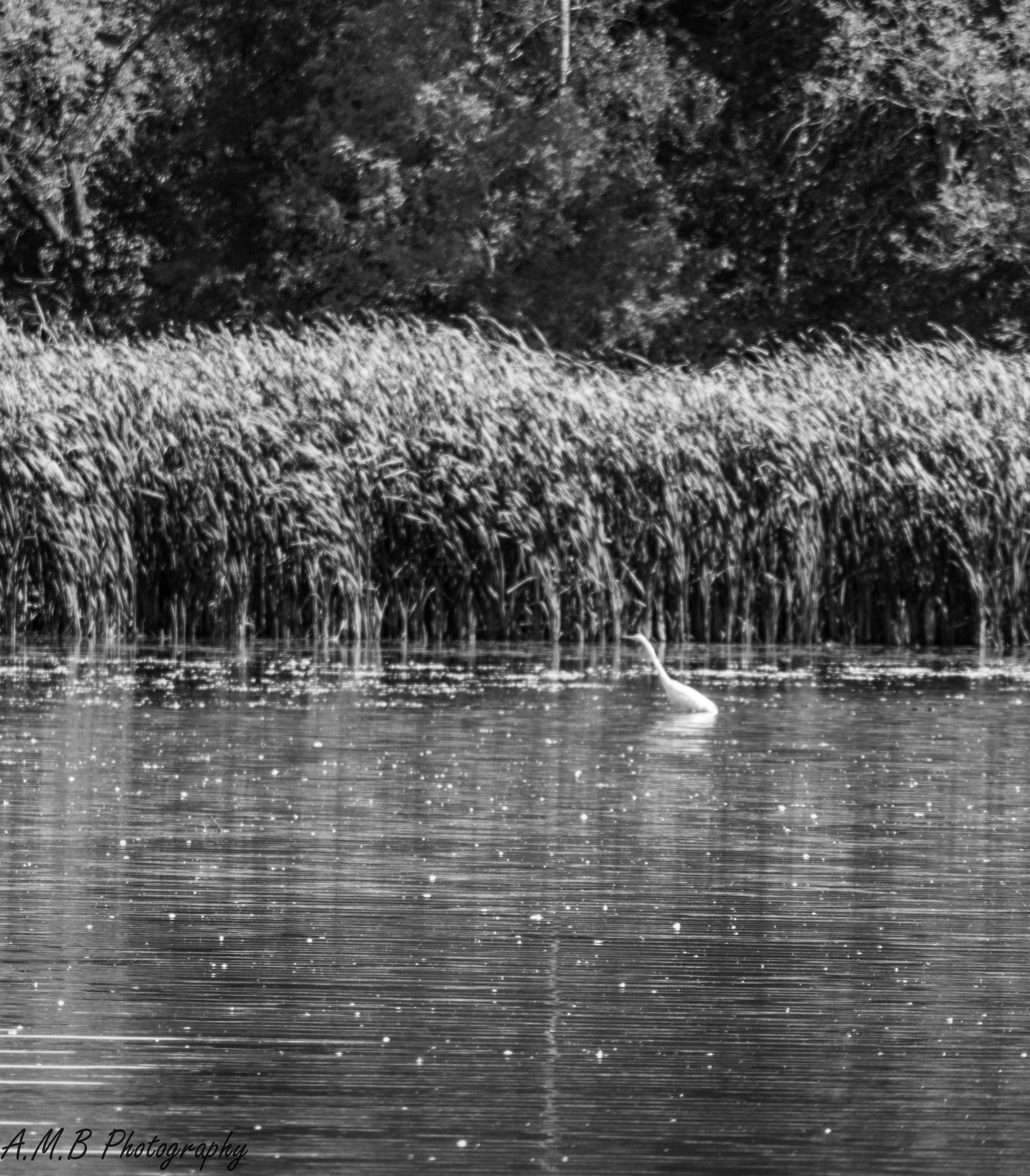 Great White Heron in Busse Woods