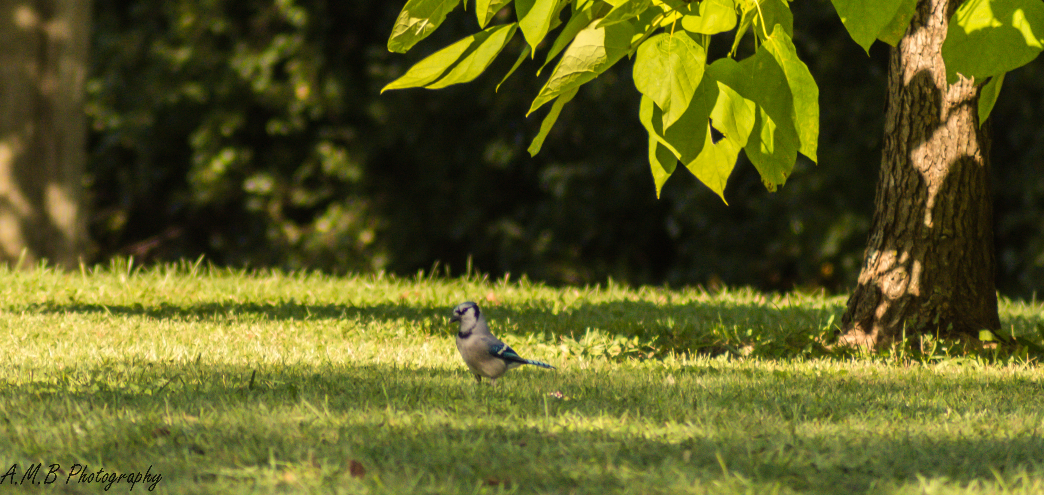 Northern Blue Jay in Busse Woods