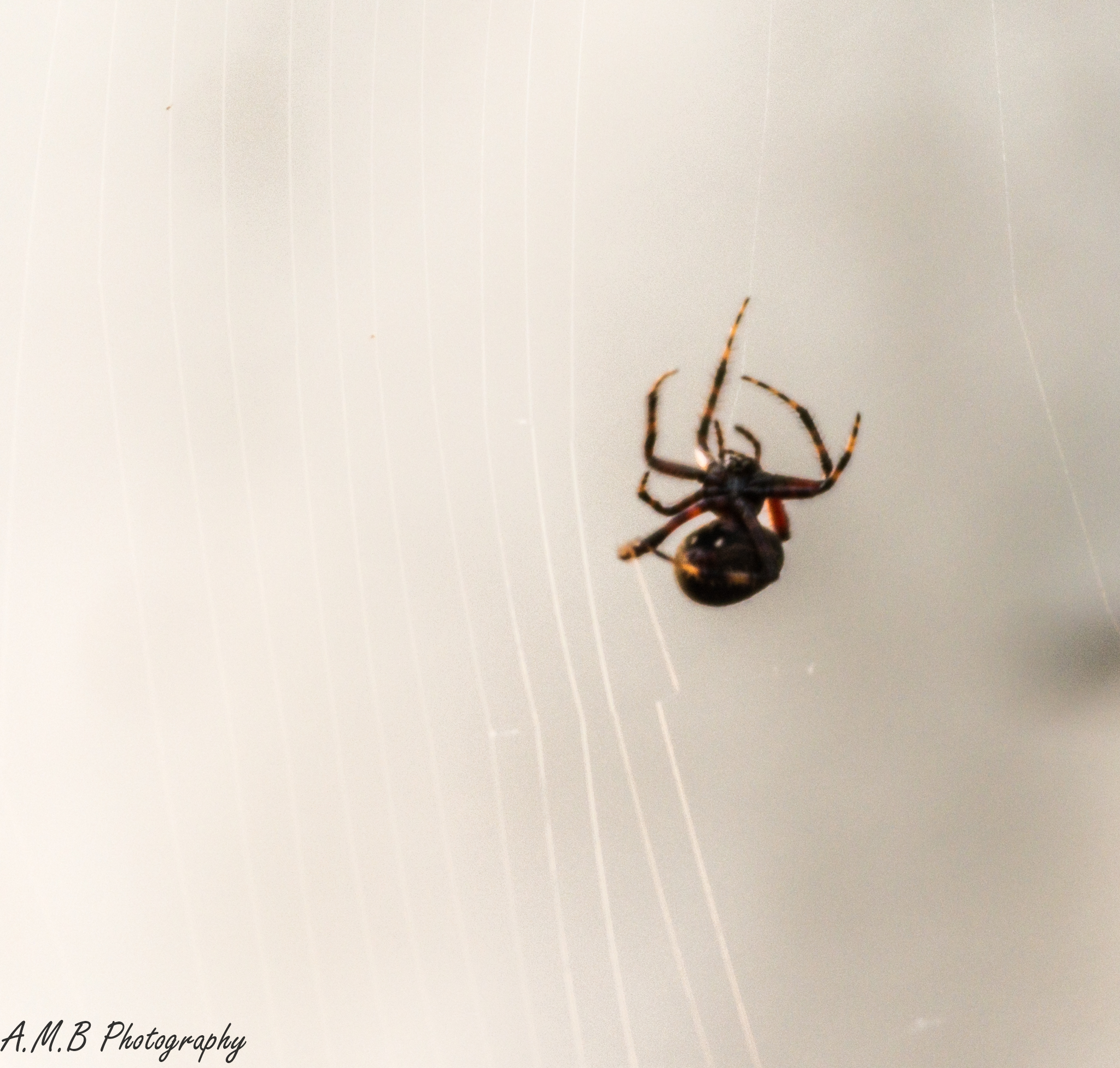 Orb-Weaver Spider II