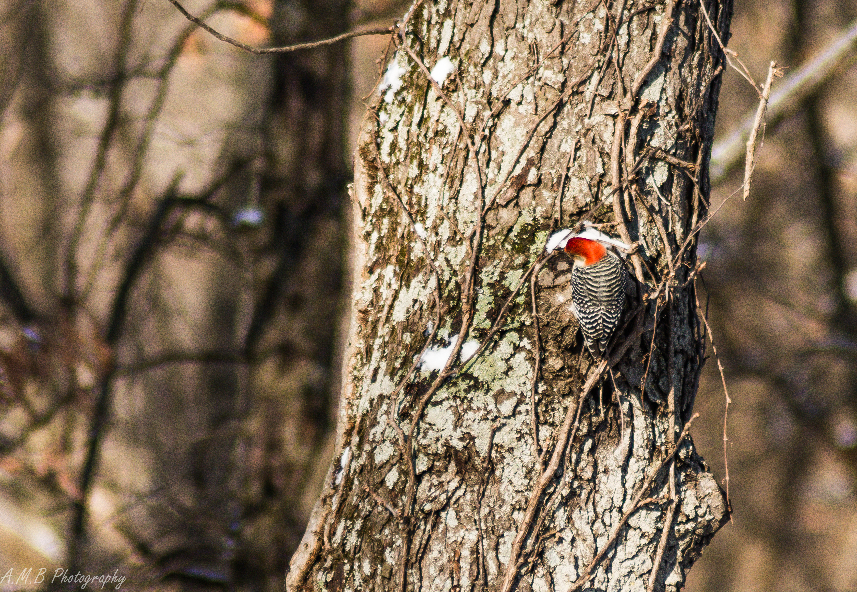Red-Bellied Woodpecker II