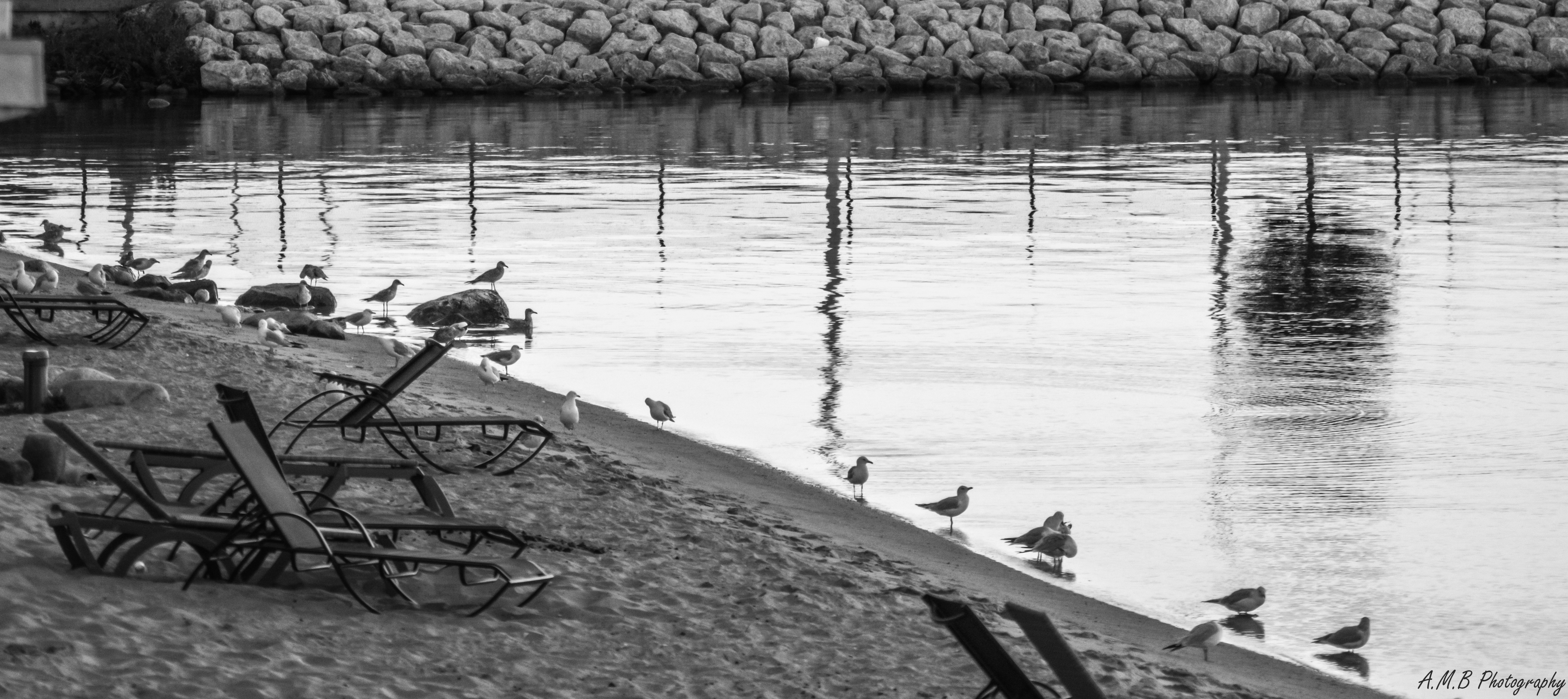 Seagulls in Mackinac City, Michigan II