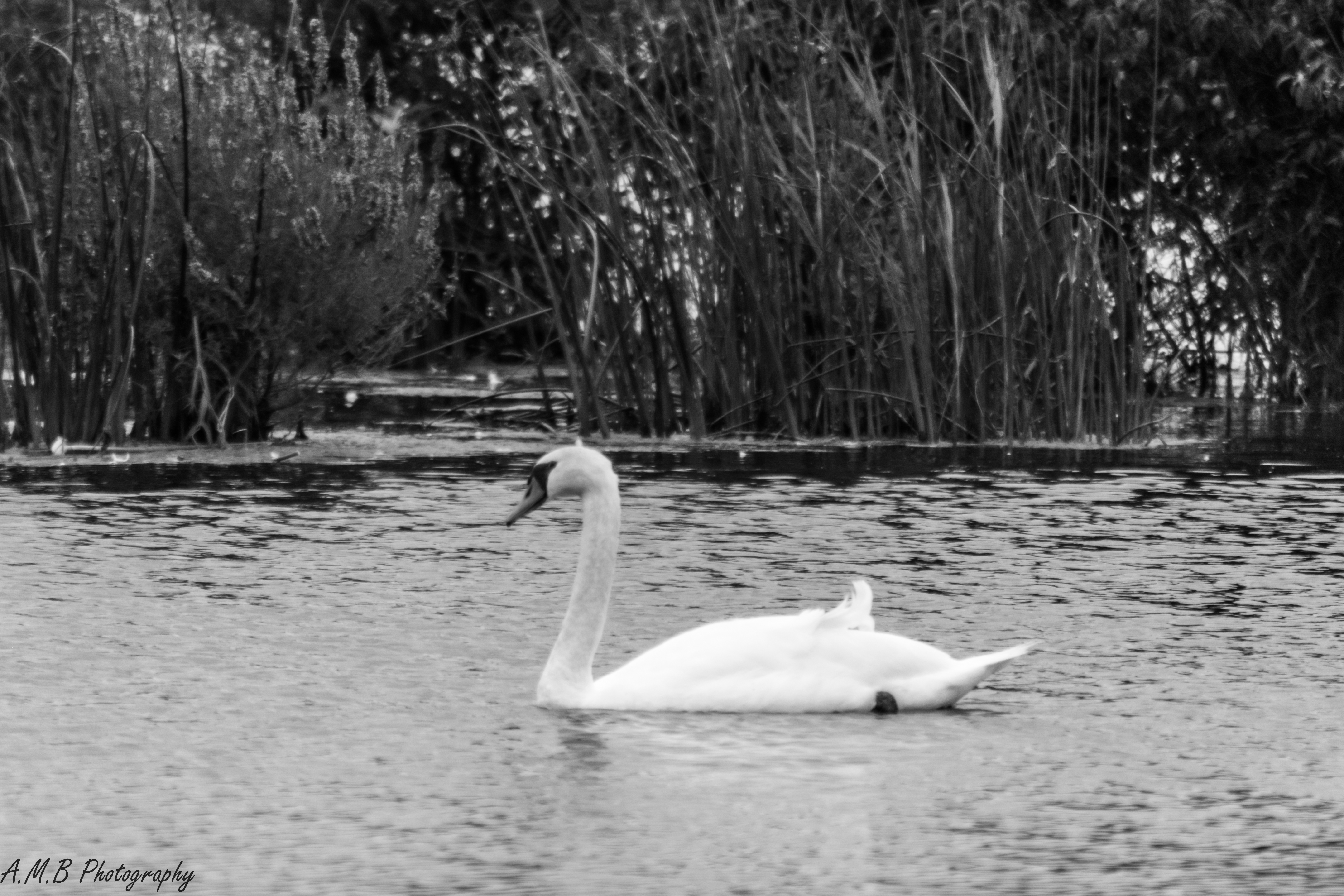Swan In Black and White