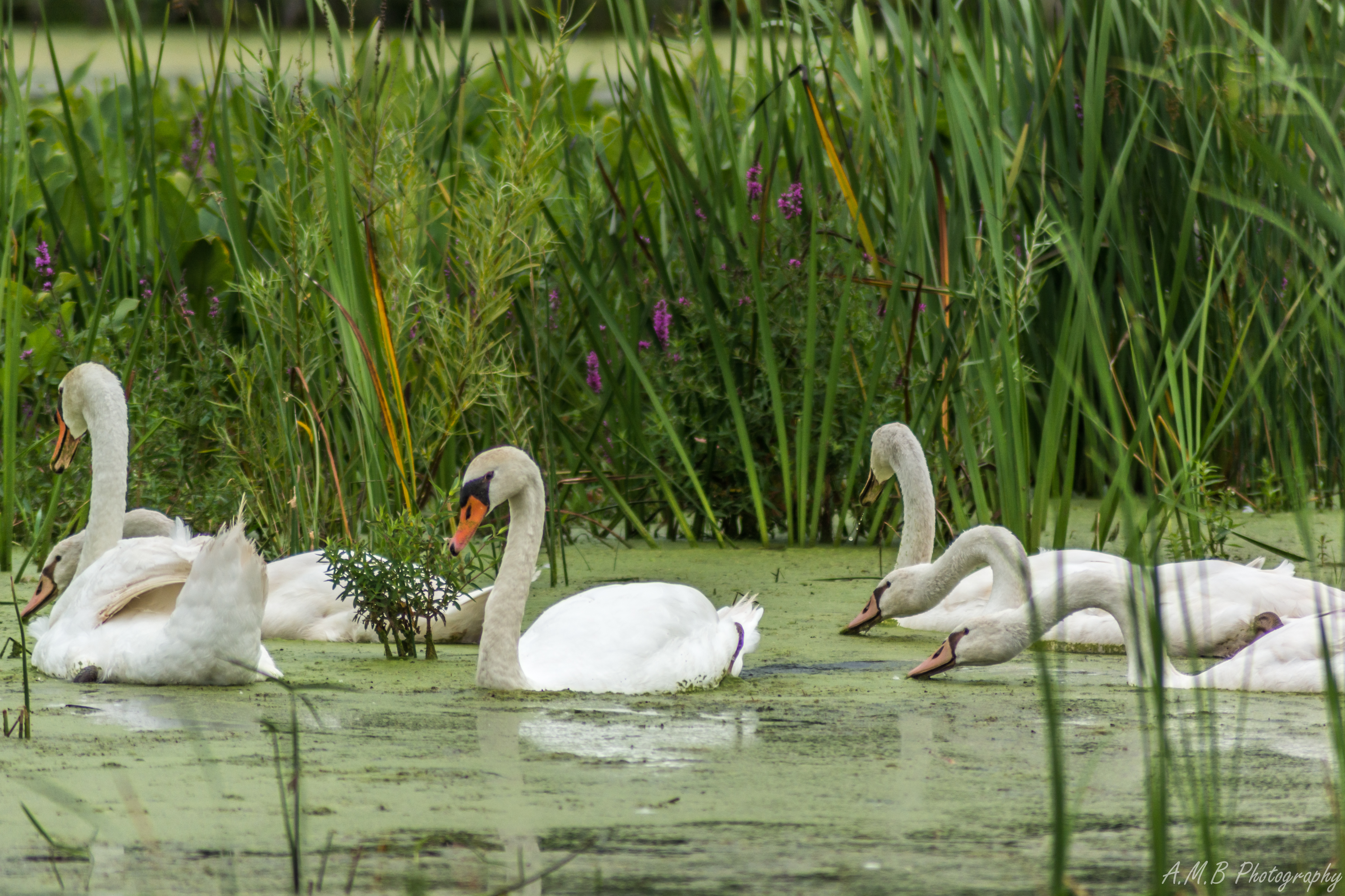 Swans Eating in Flood Waters
