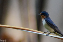 Barn Swallow IV