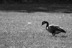 Canadian Geese in Busse Woods II